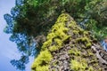 Moss covered evergreen tree, Calaveras Big Trees State Park, California