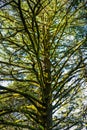 Moss covered evergreen tree in the forests of Santa Cruz mountains, California