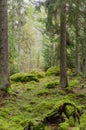 Moss covered fairytale like forest Royalty Free Stock Photo