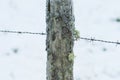 Moss covered fence post with barb wire in winter Royalty Free Stock Photo
