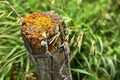 Moss Covered Fence Post Royalty Free Stock Photo