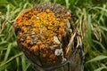 Moss Covered Fence Post Royalty Free Stock Photo