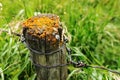 Moss Covered Fence Post Royalty Free Stock Photo