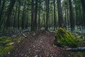 Moss covered forest floor Royalty Free Stock Photo