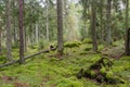 Moss covered forest floor in an untouched forest Royalty Free Stock Photo