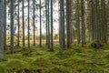 Moss covered forest ground in a spruce forest Royalty Free Stock Photo