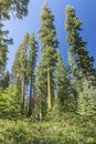 Moss covered giant trees