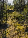 Moss covered hiking trail in a spruce forest in Northern Manitoba