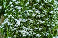 Moss-covered hornbeam trunk. Humid subtropics of Colchis (between the Caucasus and the Black Sea Royalty Free Stock Photo