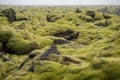 Moss covered lava field, Eldhraun, Iceland Royalty Free Stock Photo