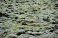 Moss covered lava field, Eldhraun, Iceland Royalty Free Stock Photo