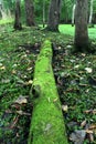 Moss Covered Log in Forest