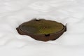 moss-covered manhole among the snow Royalty Free Stock Photo