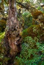 Moss covered native rainforest of New Zealand Royalty Free Stock Photo