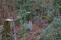 Old Moss covered old concrete columns in the forest