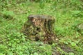 Moss-covered old rotten stump in green grass Royalty Free Stock Photo