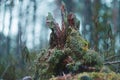 Moss covered old stump of pine tree on backround of blurred forest Royalty Free Stock Photo