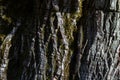 Moss-covered old tree bark texture, deep cracks, and the natural life cycle Royalty Free Stock Photo