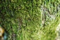 Moss covered Old Wood, texture of tree bark with green plants. Royalty Free Stock Photo