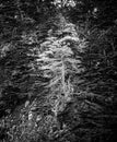 Moss Covered Pine and Cypress on Cliff Grove in Black and White Royalty Free Stock Photo