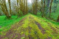 A Moss Covered Road Leading to the Beaver Creek Bridge on the Olympic Peninsula, Washington, USA Royalty Free Stock Photo