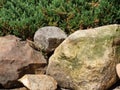 Moss covered rock and evergreen background