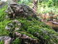Moss covered rock by the teahouse