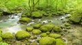 Moss-covered rocks along a babbling brook, with butterflies flitting over the clear water