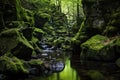 moss-covered rocks along a tranquil forest stream