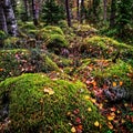 Moss covered rocks in autumn forest Royalty Free Stock Photo