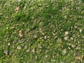 Moss covered rocks,background Royalty Free Stock Photo