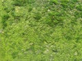 Moss covered rocks,background Royalty Free Stock Photo