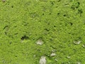 Moss covered rocks,background Royalty Free Stock Photo