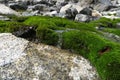 Moss-covered rocks. Beautiful moss and lichen covered stone. Bac Royalty Free Stock Photo