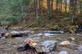 Moss and colorful autumn leaves on a Vermont Brook