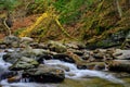 Missy and crystal clear Vermont brook in autumn Royalty Free Stock Photo