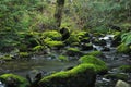 Moss Covered Rocks in Forest Stream