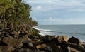 Moss covered rocks and line of coconut trees along the sea shore Royalty Free Stock Photo