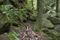 Moss covered rocks and trees with ferns Royalty Free Stock Photo