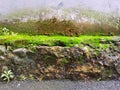 Moss covered rocks,background Royalty Free Stock Photo