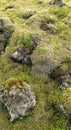 Moss covered rocks