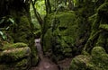 The moss covered rocks of Puzzlewood, an ancient woodland near Coleford in the Royal Forest of Dean, Gloucestershire, UK Royalty Free Stock Photo