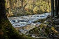 Moss covered rocks on riverbank