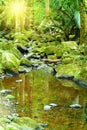 Moss covered rocks in a small forest stream ending in a shallow pool Royalty Free Stock Photo