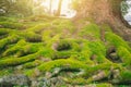 Moss covered root old tree in mysterious Royalty Free Stock Photo