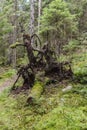 Moss covered roots of fallen tree Royalty Free Stock Photo