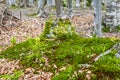 Moss-covered rotten stump Royalty Free Stock Photo