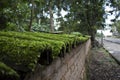 Moss Covered Shingles on a Wall Royalty Free Stock Photo