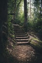 Moss covered stairs in the forest. Royalty Free Stock Photo