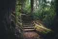 Moss covered stairs in the forest. Royalty Free Stock Photo